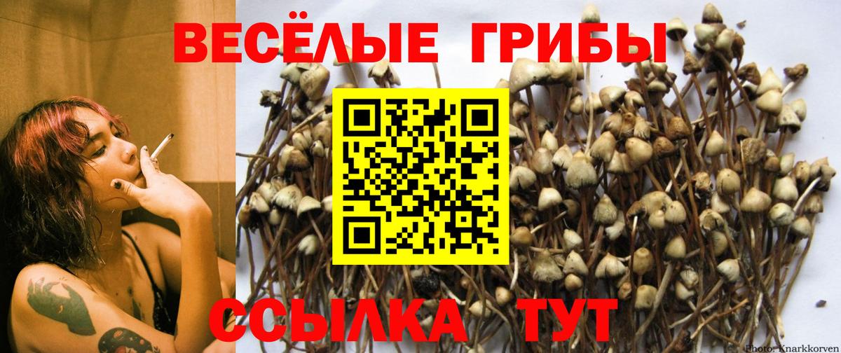 Топки  купить  цена  Вход с VPN  Галлюциногенные грибы Psilocybine cubensis 